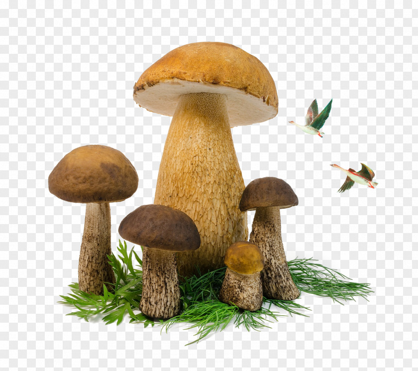 Mushrooms And Birds Edible Mushroom Penny Bun Fungus PNG