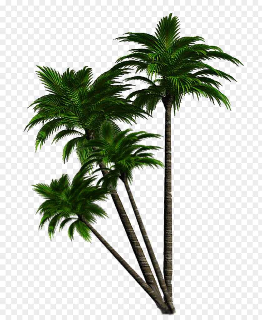 Schnappi Asian Palmyra Palm Animaatio TIFF PNG