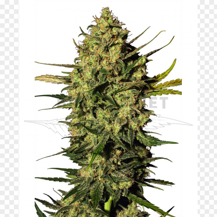 Skunk Hindu Kush Autoflowering Cannabis Hashish PNG