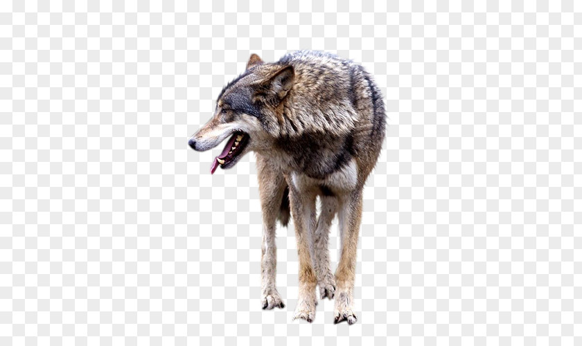 Brown Wolf Gray Clip Art PNG