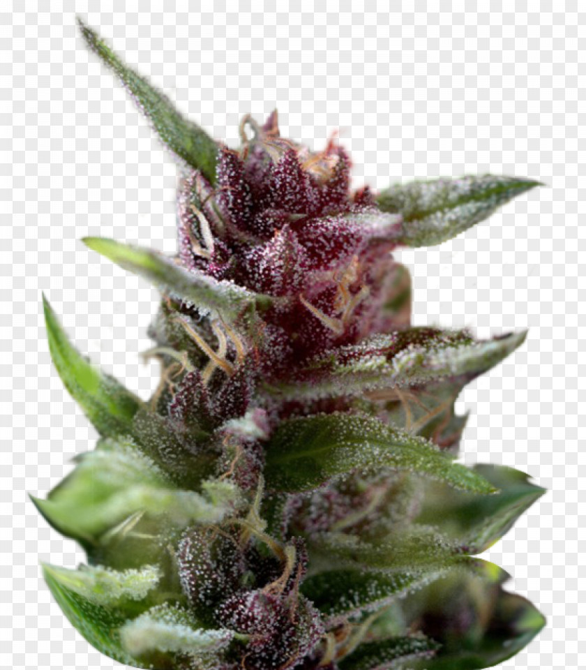 Cannabis Sativa White Widow Dutch Passion Seed PNG