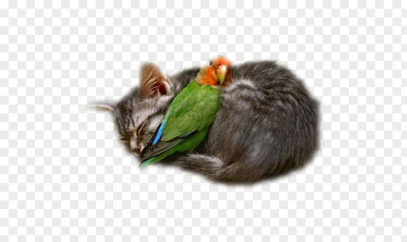 Cat Interspecies Friendship Love Intimate Relationship PNG
