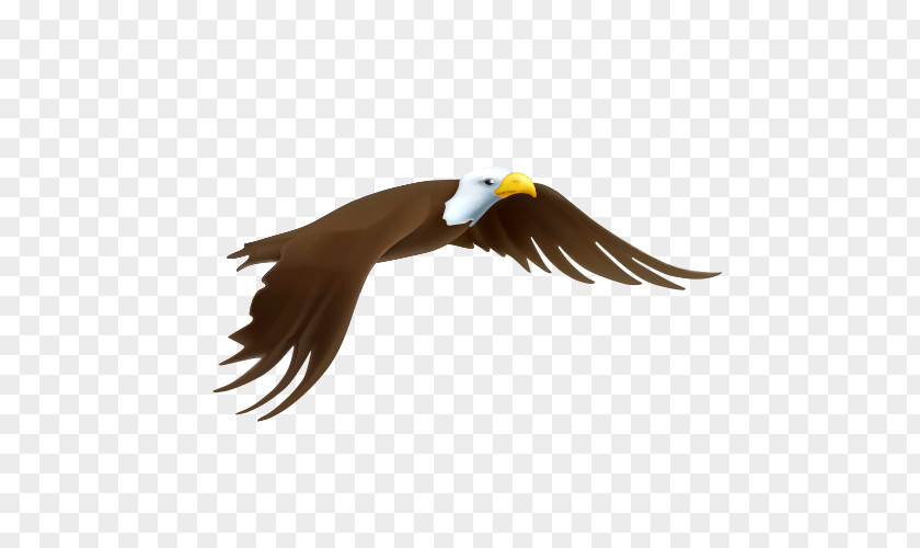 Eagle Flying In The Air Bald Drawing PNG