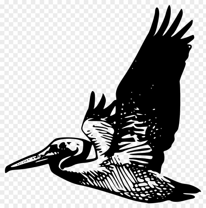 Pelican Clip Art PNG