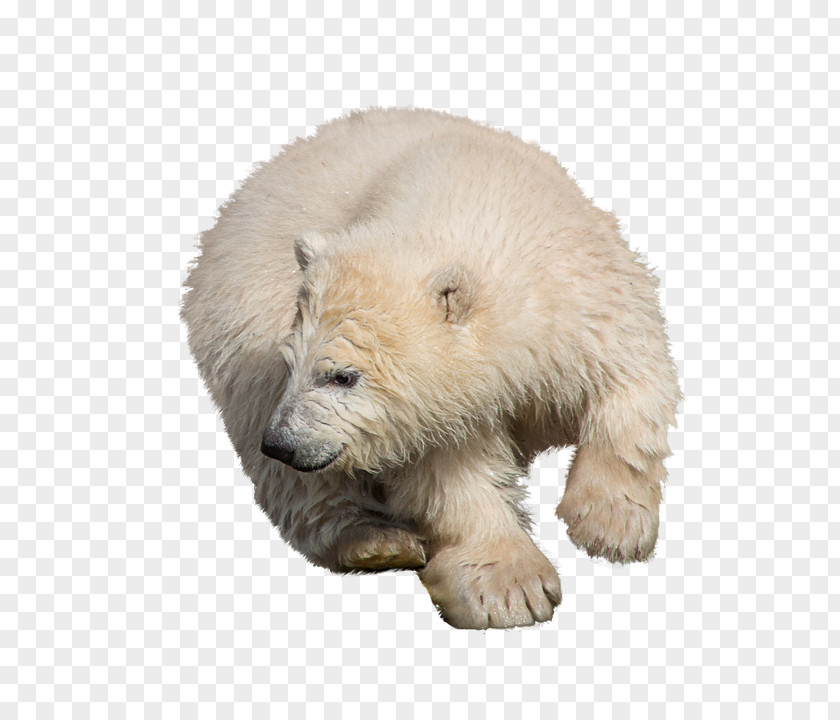 Polar Bear Brown Image Moose PNG