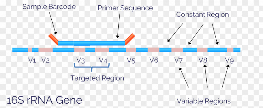 18S Ribosomal RNA 16S DNA Sequencing PNG