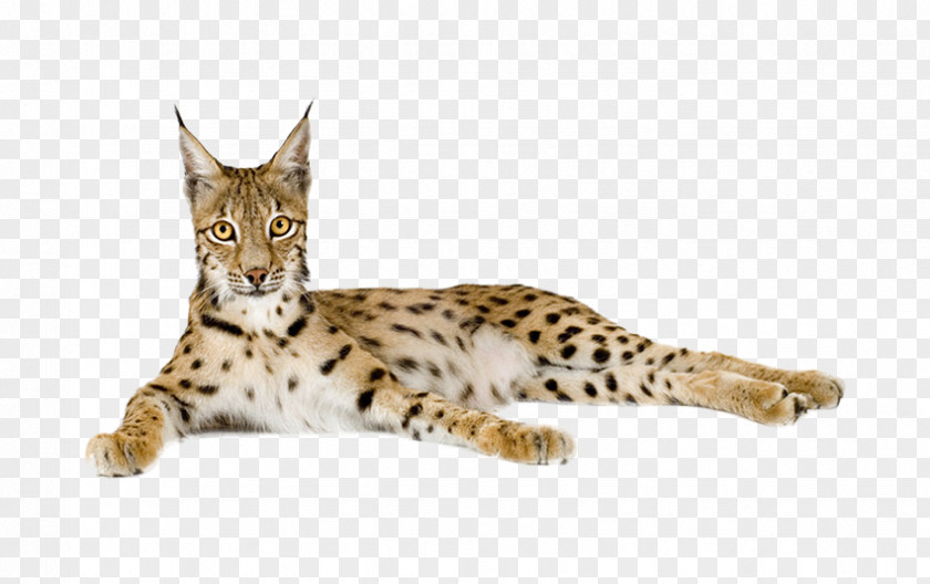 African Cheetah Stock Image Eurasian Lynx PNG