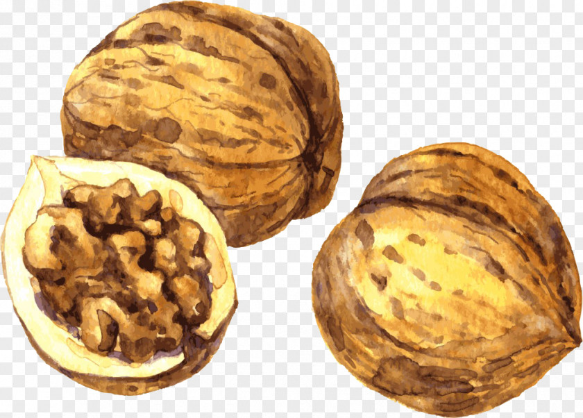 Hand-painted Walnut Health Food Material Painting Drawing PNG