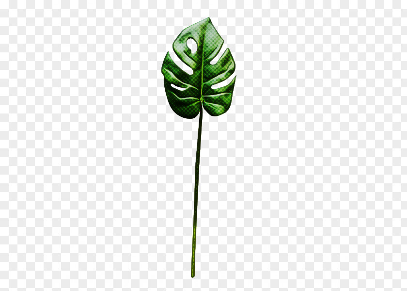 Jack-in-the-pulpit Leaf Green Plant Tree PNG