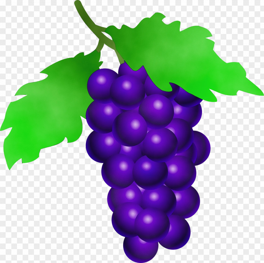 Purple Violet Grape Seedless Fruit Leaves Grapevine Family Vitis PNG