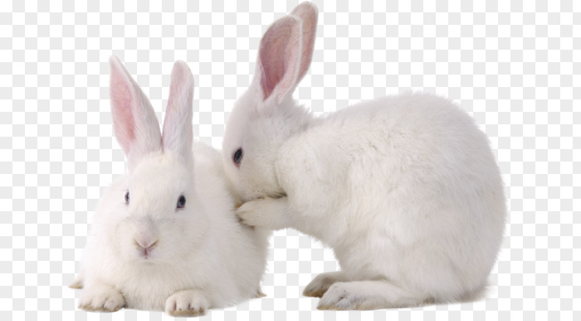 Rabbit The Easter Bunny Pet PNG