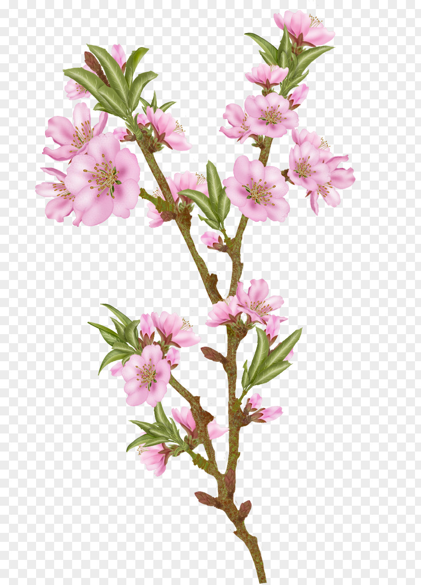 Almond Blossoms Blossom Flower Clip Art Image PNG