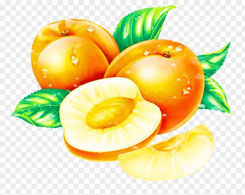 Apricot Peach Fruit PNG