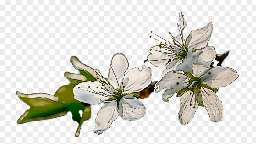 Cut Flowers Insect Pollinator Flora Twig PNG
