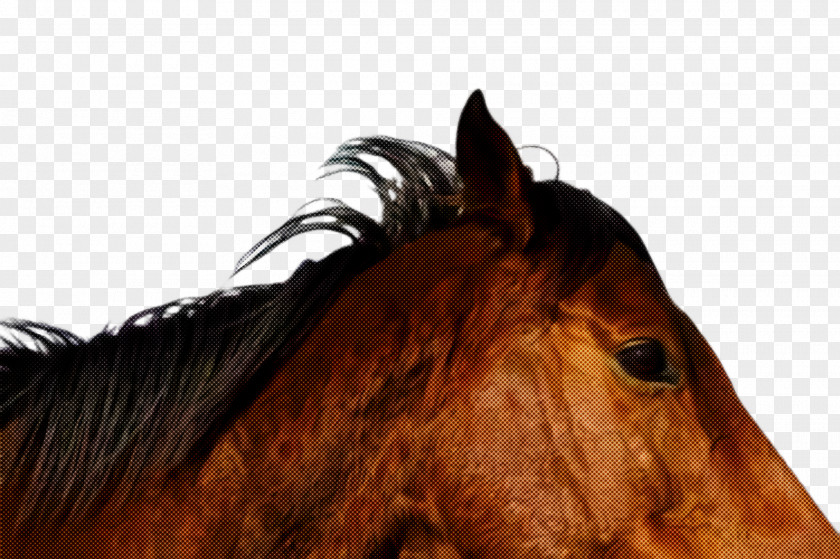 Mare Stallion Horse Hair Mane Sorrel Head PNG