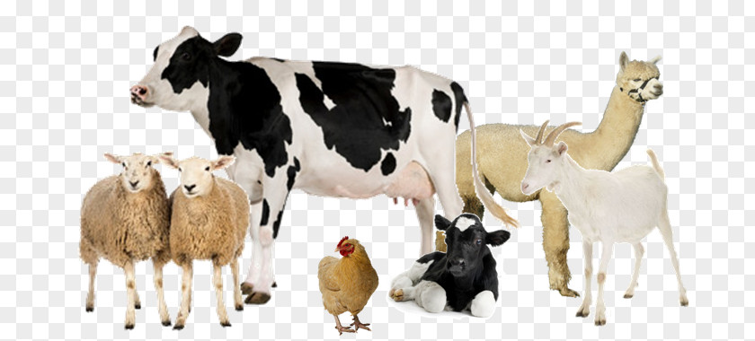 Milk Holstein Friesian Cattle Dairy Farming Livestock PNG