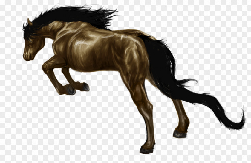 Mustang Mane Foal Stallion Pony PNG