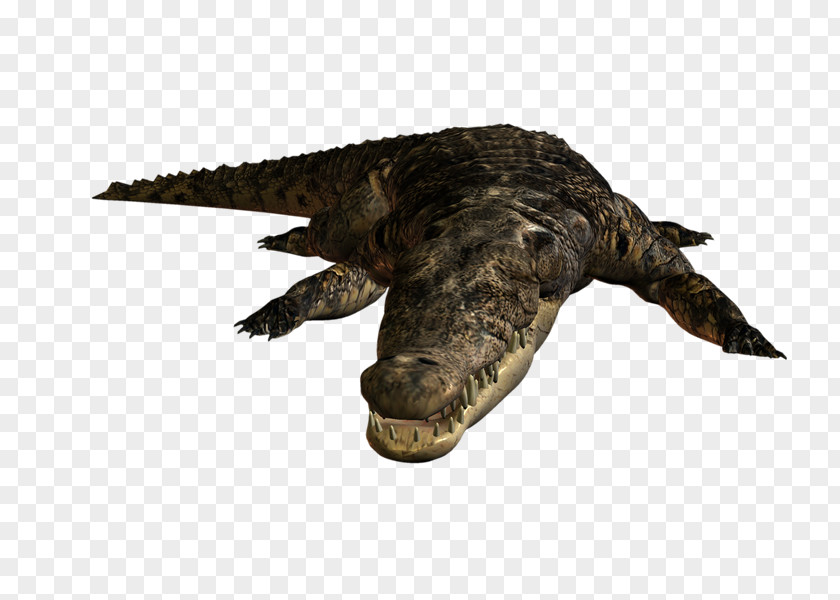 Crocodile Nile Alligators Blog Caiman PNG