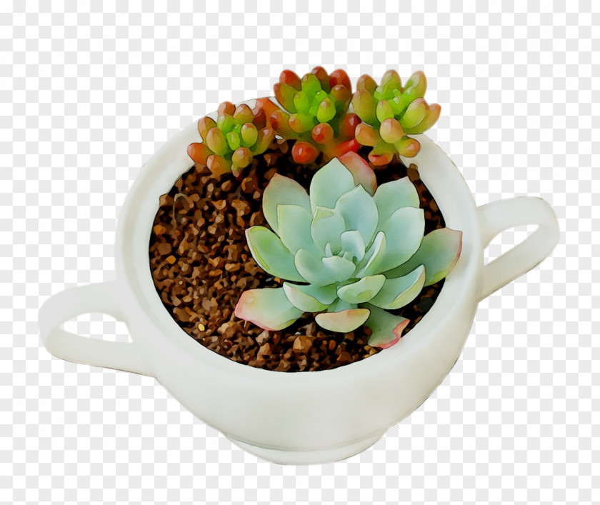 Houseplant Flowerpot PNG