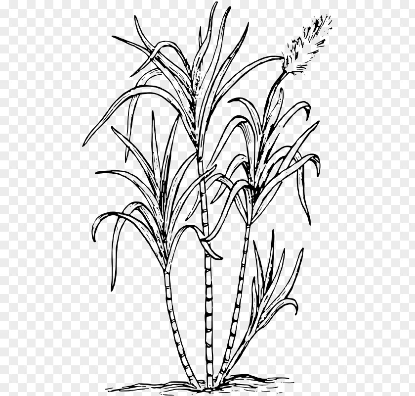 Line Art Herbaceous Plant Drawing Of Family PNG