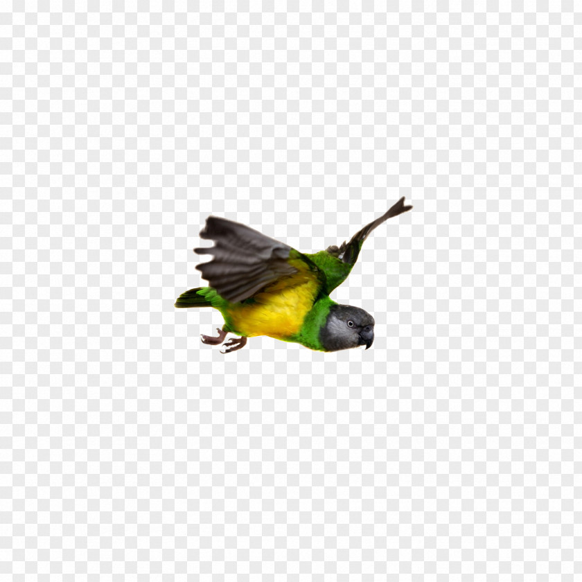Parrot Senegal Bird Flight Beak PNG