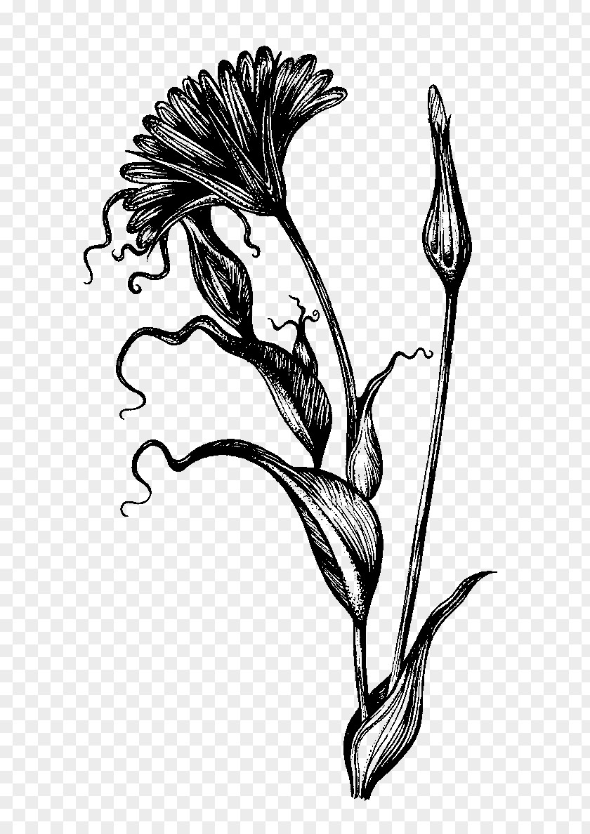 Pen Botanical Illustration Drawing Ink Sketch PNG