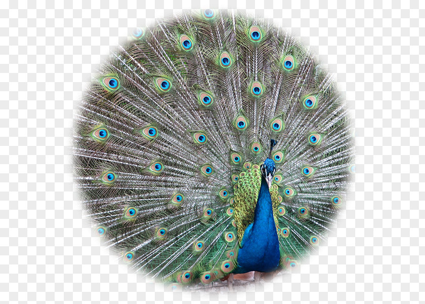 Bird Asiatic Peafowl Pavo Feather Stock Photography PNG