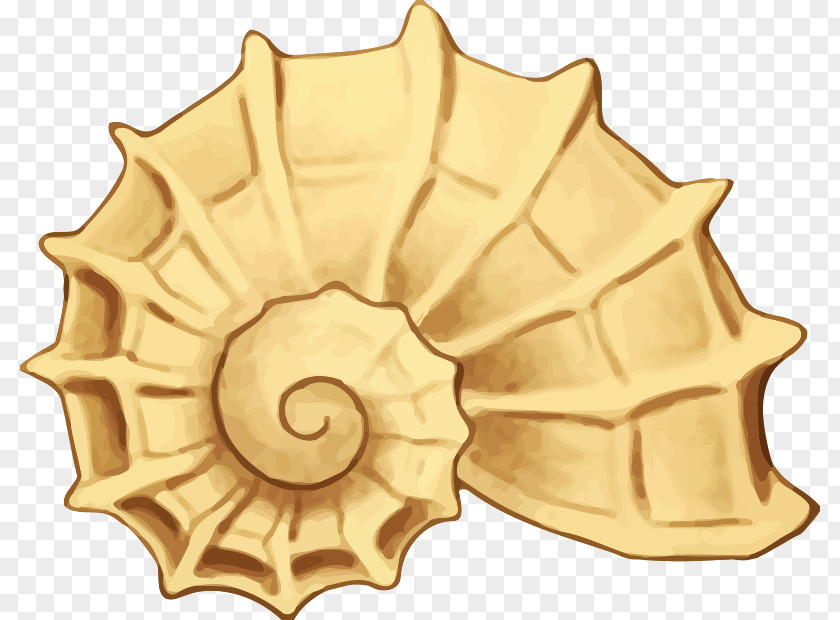 Seashell Mollusc Shell Nautilidae Clip Art PNG