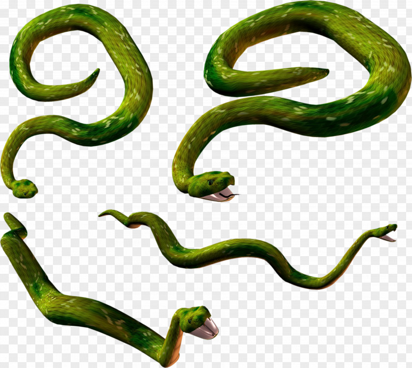 Snake Lizard Reptile Clip Art PNG