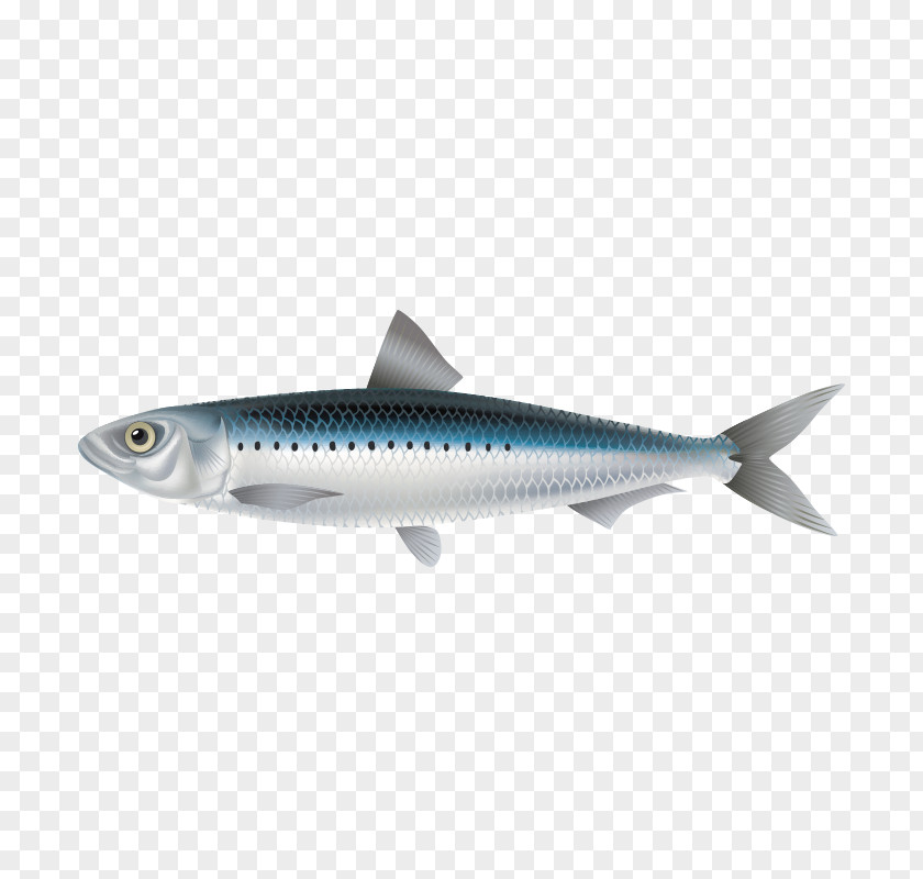 Fish,fish Sardine Crucian Carp Fish Mackerel PNG