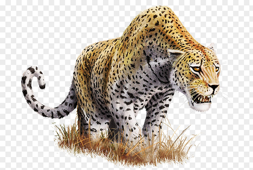 Leopard Transparent Background Clip Art PNG