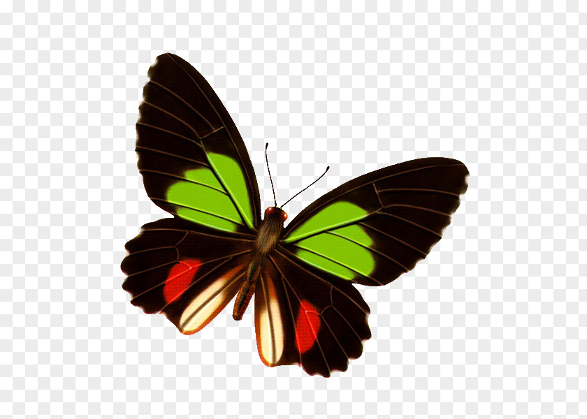 Colorful Butterfly Clip Art PNG