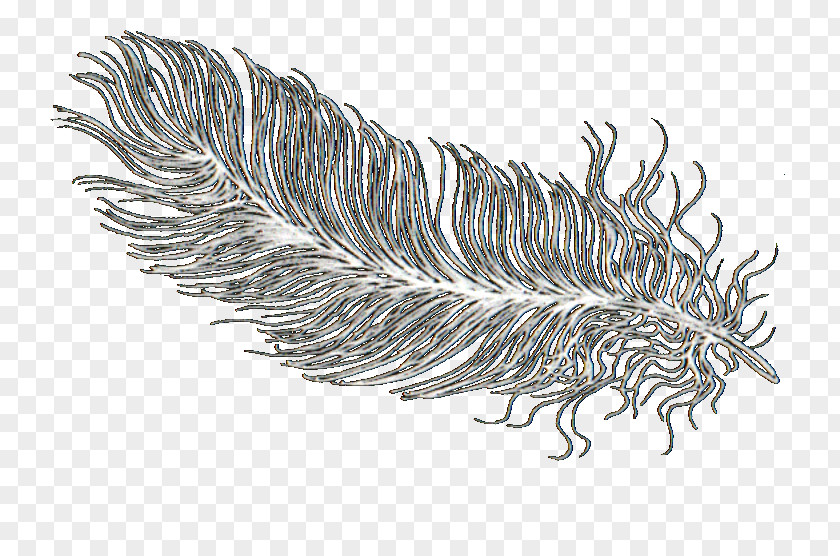 Feather Light Hair Bird PNG