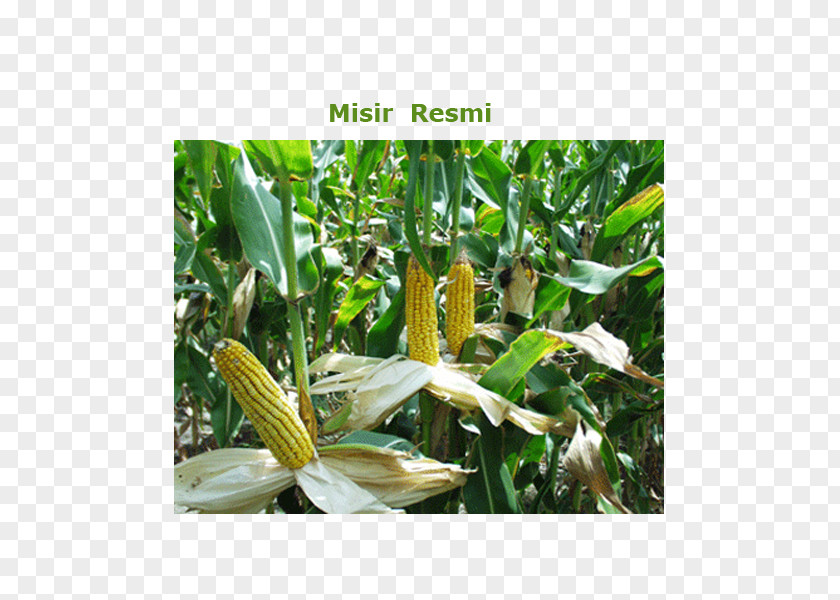MISIR Maize Corn Kernel Sweet Agriculture Starch PNG