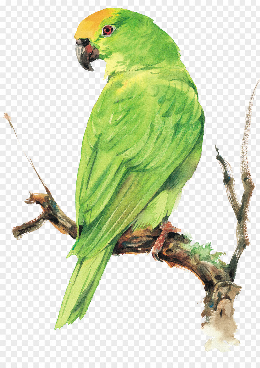 Parrot Bird PNG