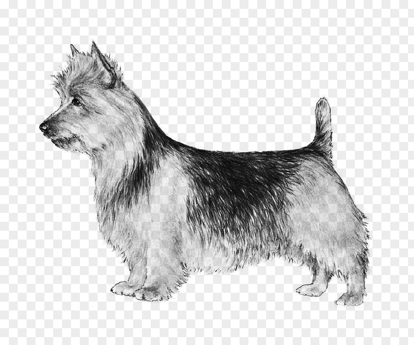 Ancient Dog Breeds Norwich Terrier Australian Silky Glen Scottish PNG