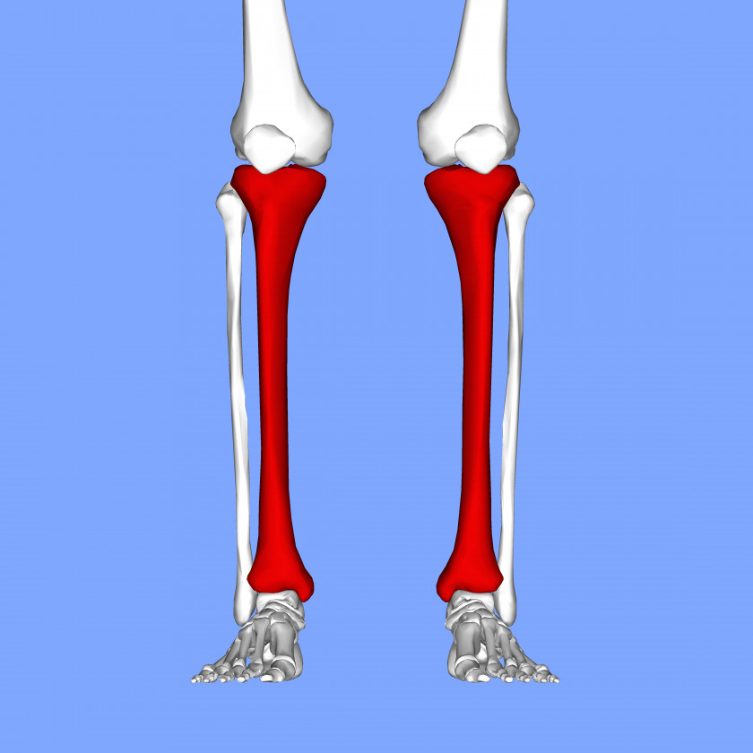 Calf Bone Tibia Shin Splints Fibula Knee Pain PNG