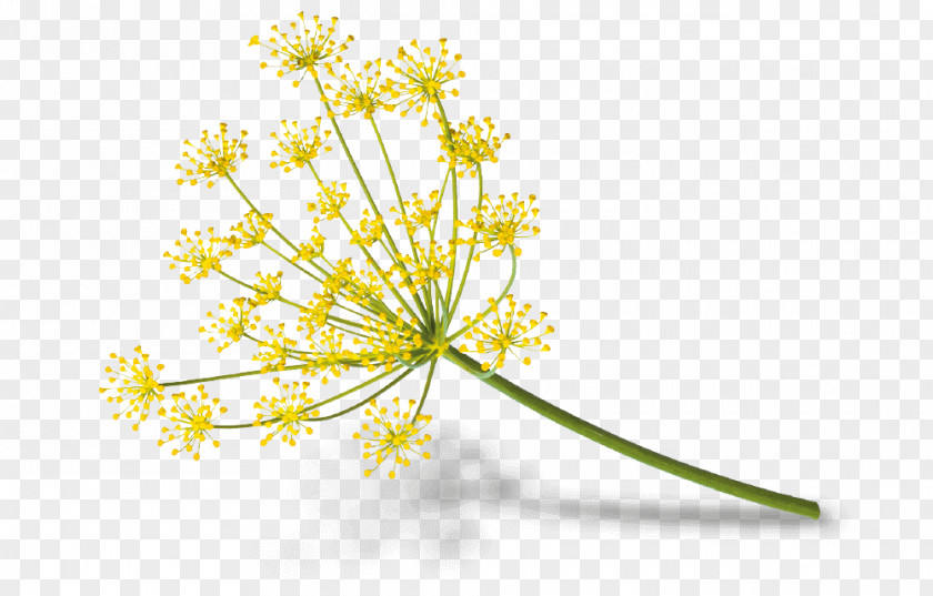 Fennel Flower Cow Parsley Goat Cheese Plant PNG