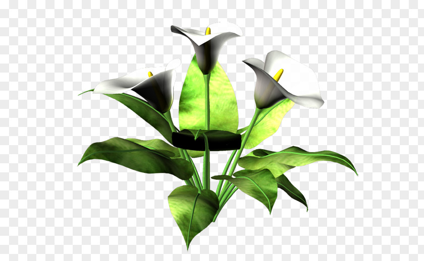Leaf Cut Flowers Flowerpot Plant Stem PNG