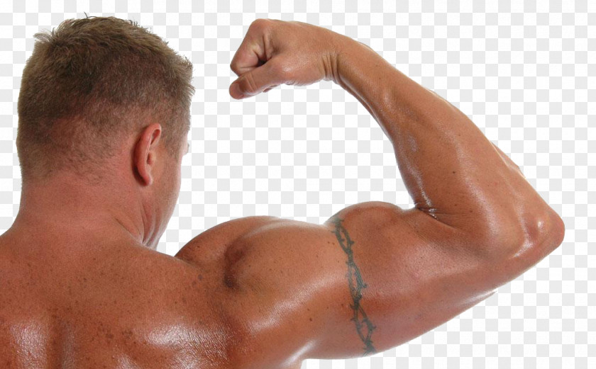 Show Strong Arm Of The Man HD Buckle Material Biceps Muscle Bodybuilding Physical Exercise PNG