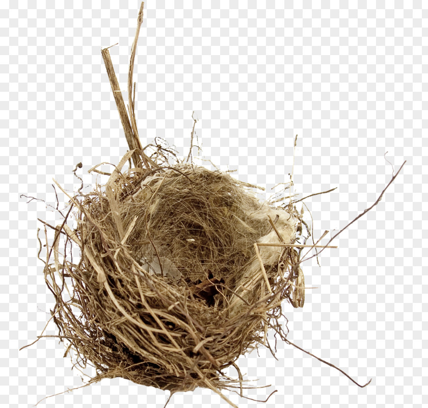 Bird Nest Empty Syndrome Edible Bird's PNG