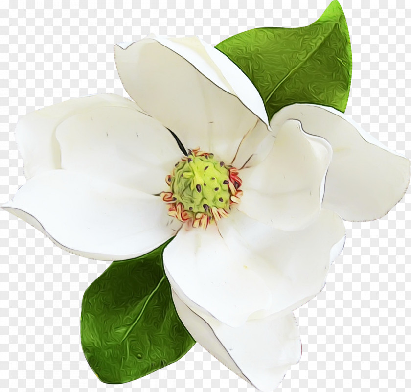 Mock Orange Blossom Flower Flowering Plant Petal White PNG
