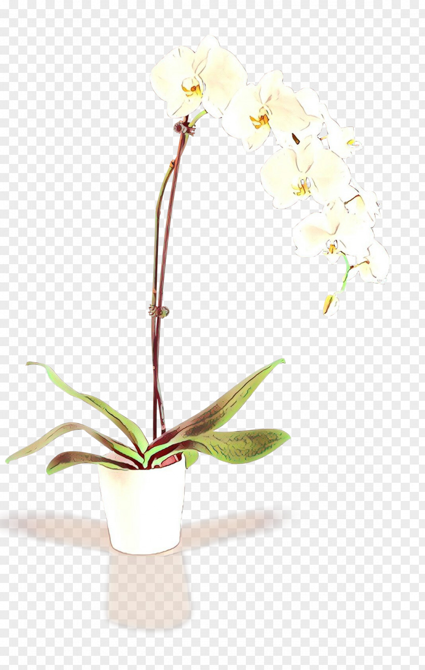 Moth Orchids Artificial Flower Floral Design Cut Flowers PNG