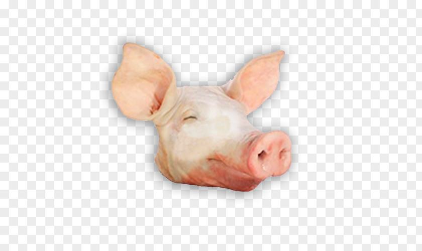 Pig Domestic Head Cheese Pork Spare Ribs PNG