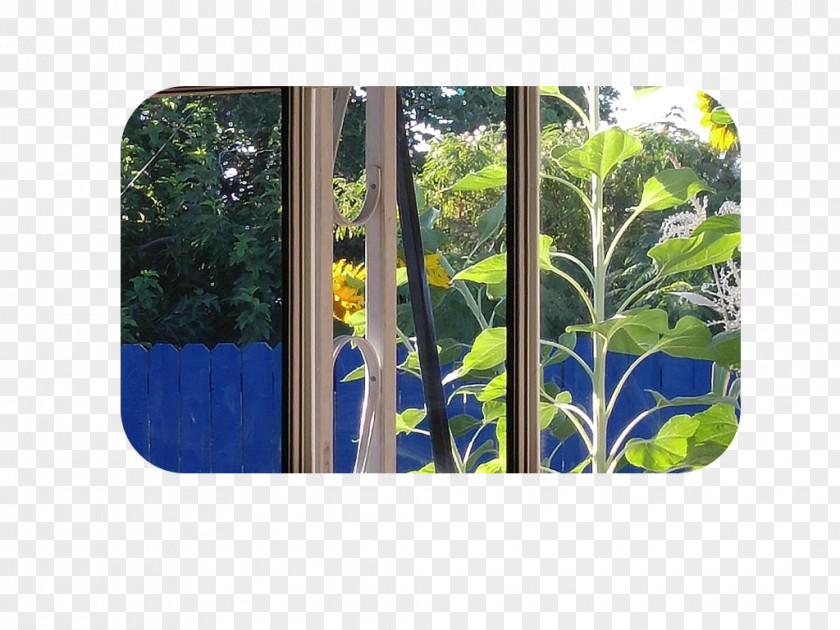 Tree Majorelle Garden Blue PNG