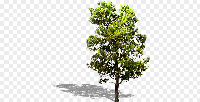 Tree PNG clipart PNG