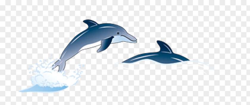 Cartoon Dolphin Icon PNG