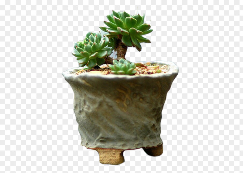 Classical Plant Succulent Flowerpot Jade Cactaceae Bonsai PNG