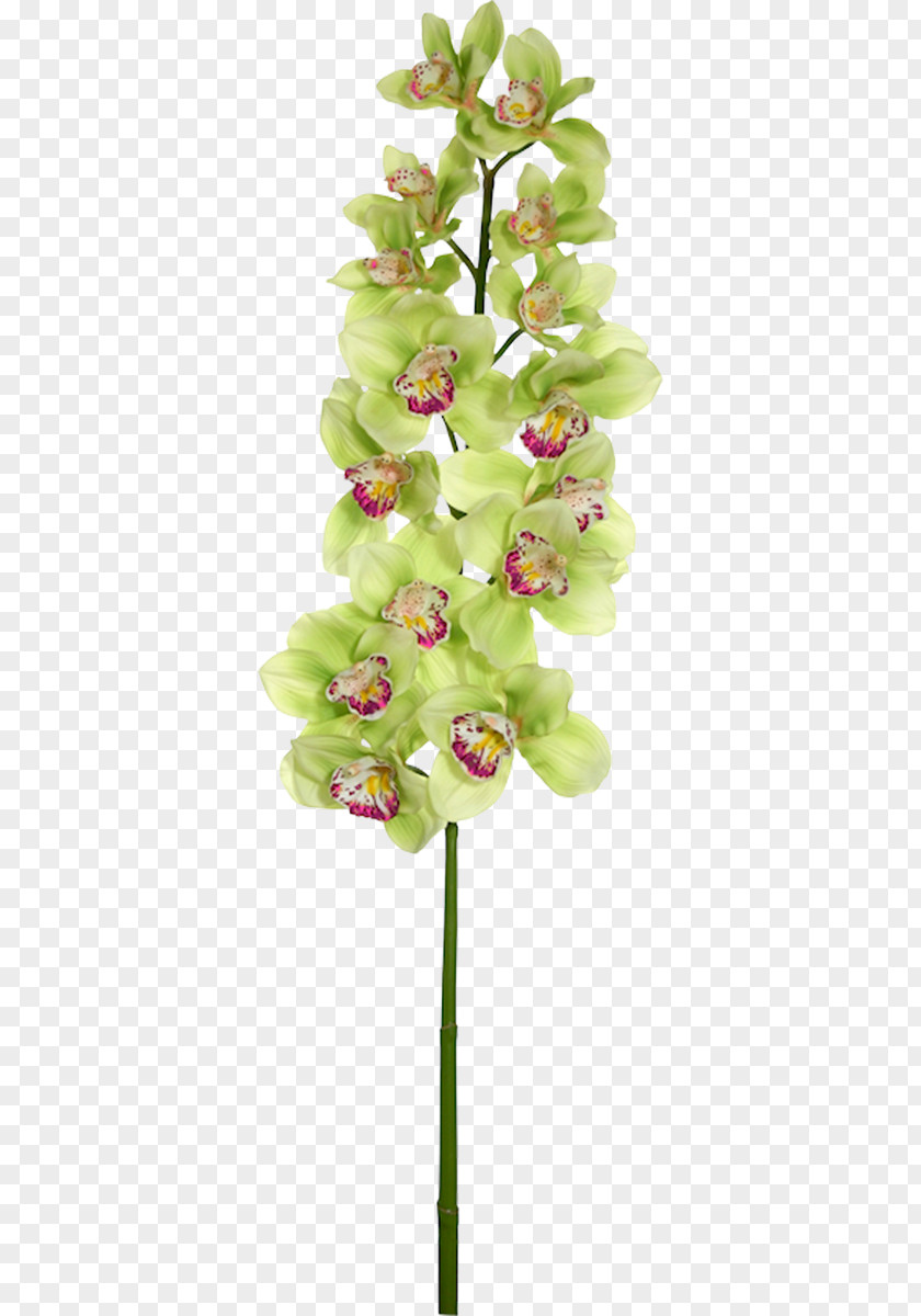 Flower Moth Orchids Cut Flowers Bouquet PNG