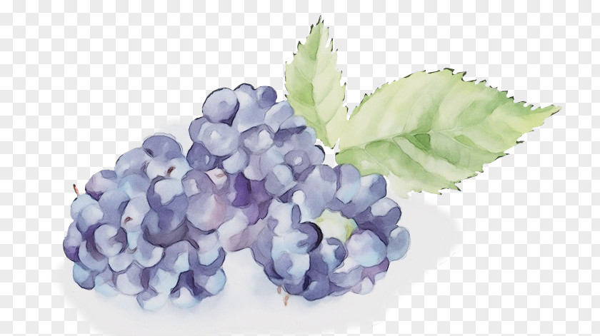 Lavender PNG